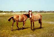 Wild Ponies on Shackleford Banks